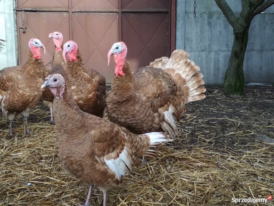 Indory czerwone Radoszyce