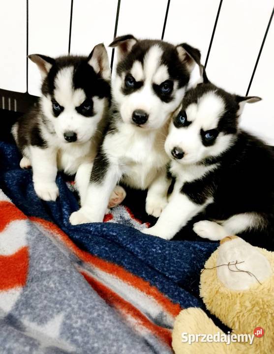 Syberian Husky wielkopolskie Gostyń