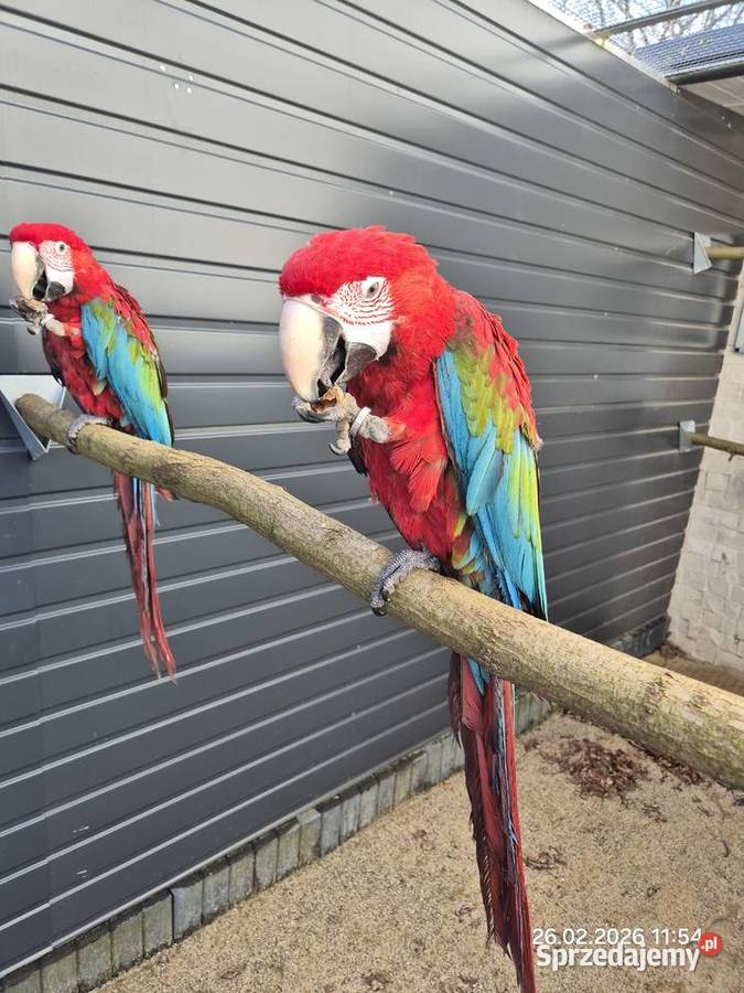 Ara Chloroptera oswojone ptaki