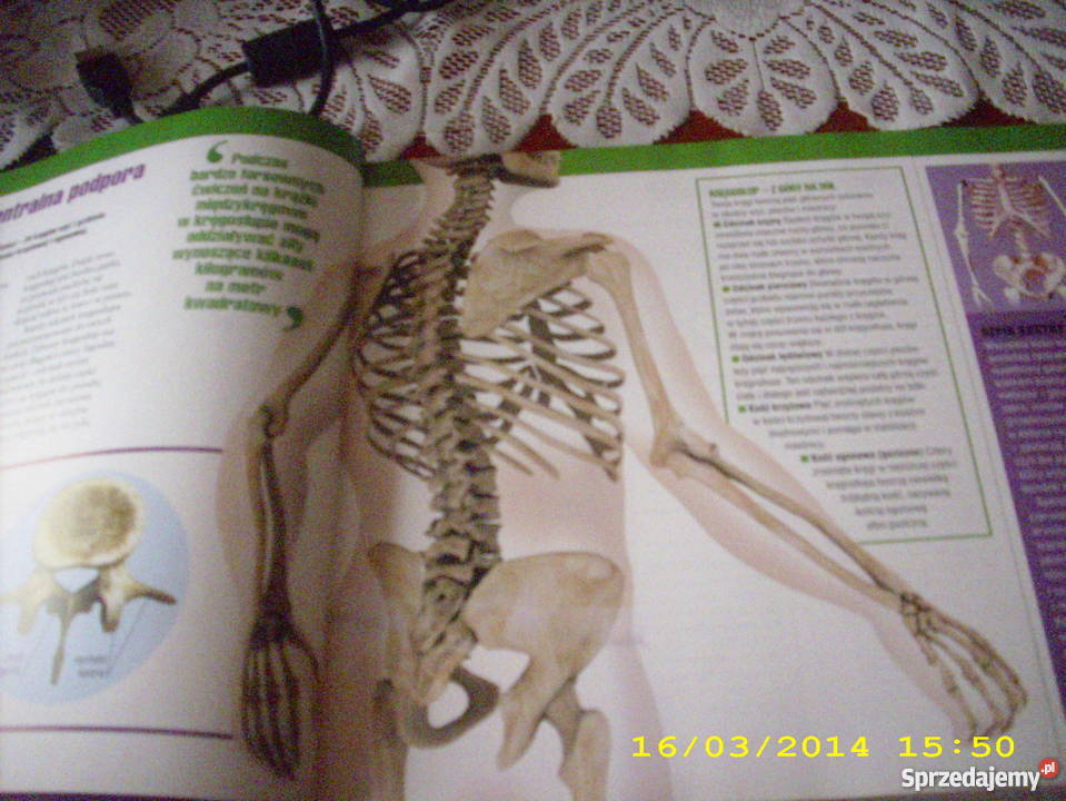 Zdrowe kości mięśnie stawy zachodniopomorskie Goleniów