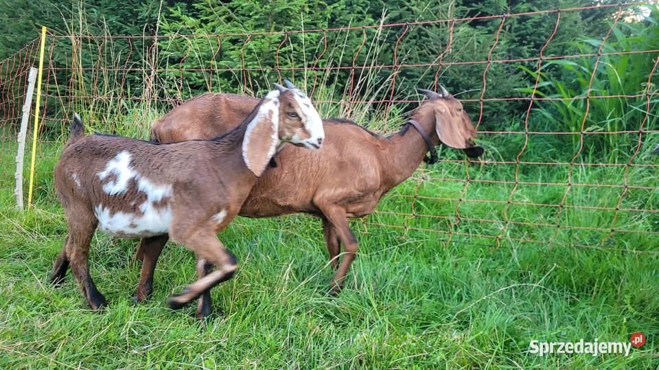 Sprzedam kózkę anglonubijską Kamionka Wielka
