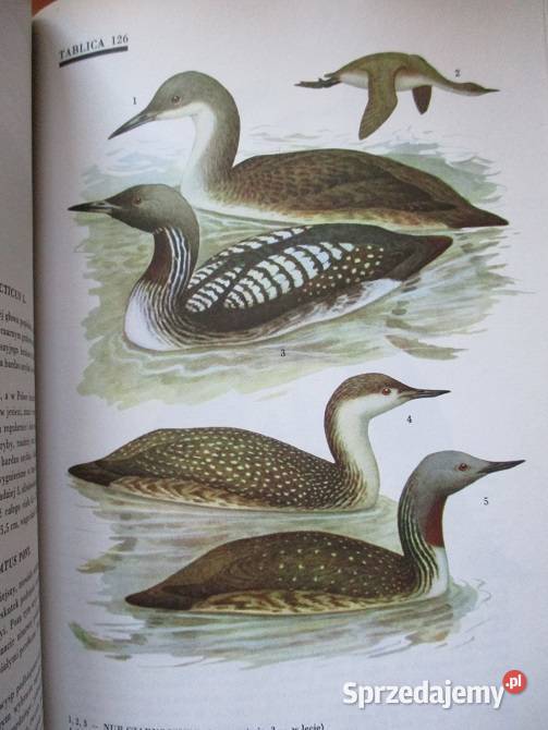 Atlas Ptaki Polski JSokołowski ptaki przyroda Łódź