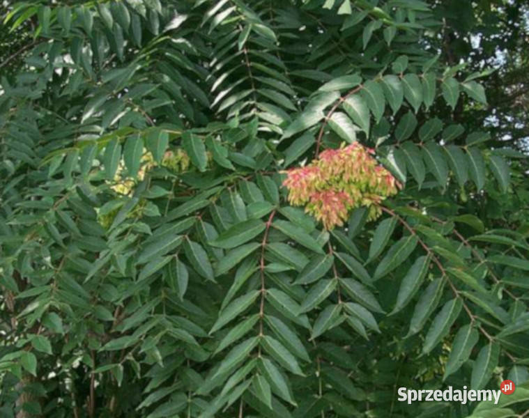 NIEBIAŃSKIE DRZEWO Ailanthus excelsa NASIONA kujawsko-pomorskie Lubanie
