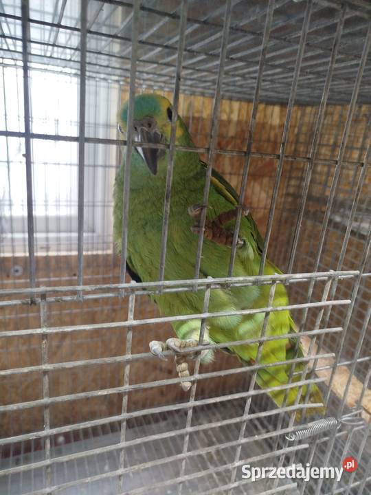 Amazonka Niebieskoczelne Siedlce sprzedam