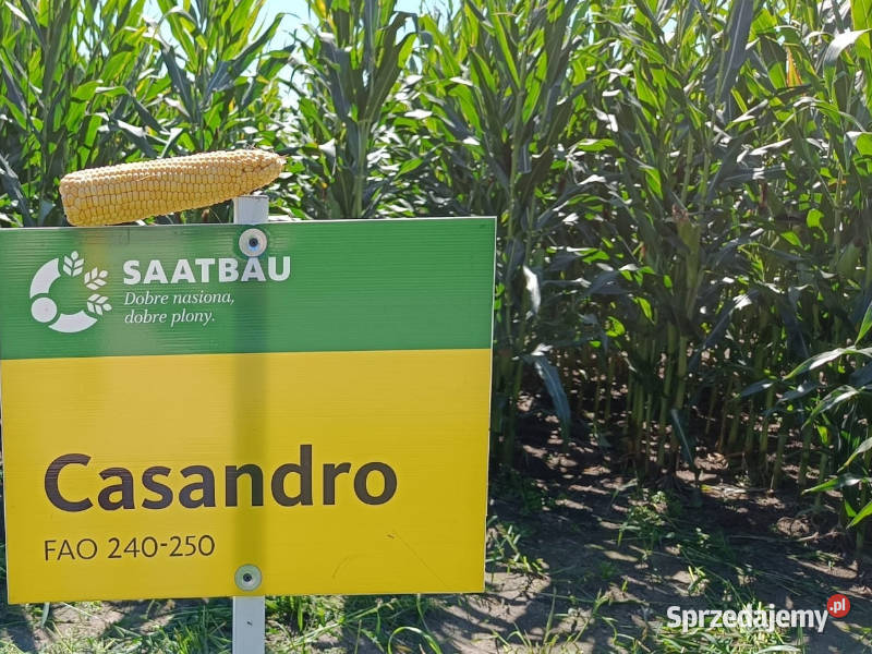 Materiał siewny kukurydza Casandro na ziarno Wieruszów