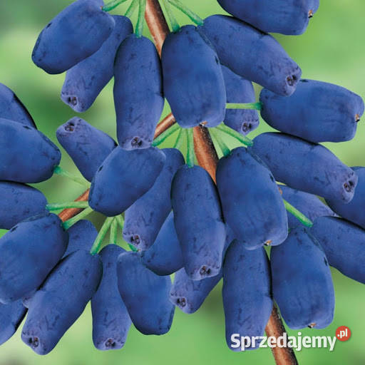 Owoce jagody kamczackiej EKO Pozostałe Jasło