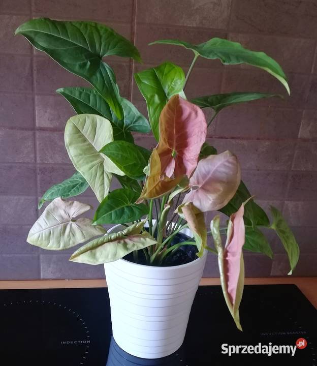 Zroślicha Syngonium kompozycja Neon Robusta i różowy Zielone Szczecin