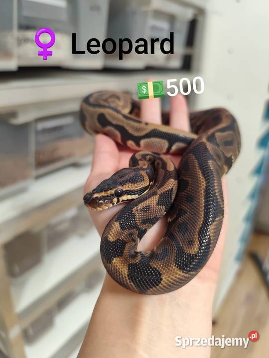 Pytony Królewskie samiczki młode Pruszków sprzedam