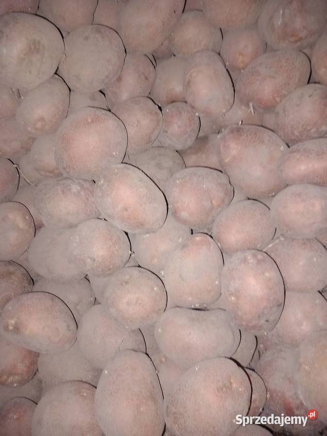 Ziemniaki jadalne ballarosa Rośliny okopowe Wierzchowina