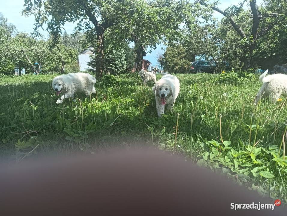 Sprzedam szczeniaki Owczarka Podhalańskiego Dratów sprzedam