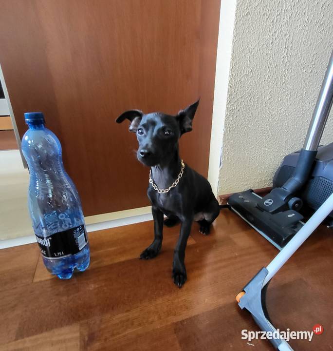 Pinczer Mini Gdańsk