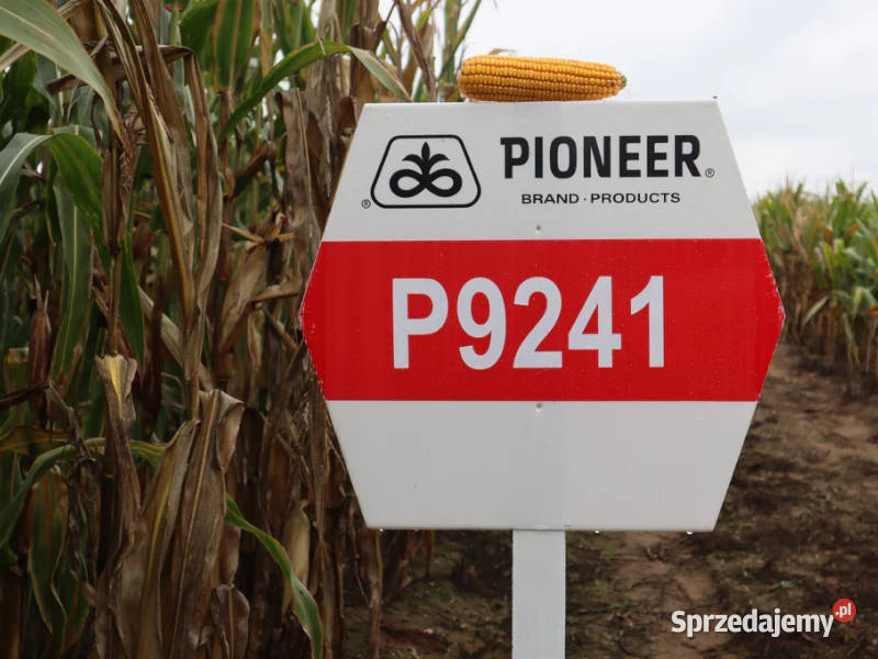 Kukurydza Pioneer P9241 na kiszonę i ziarno Kiszkowo