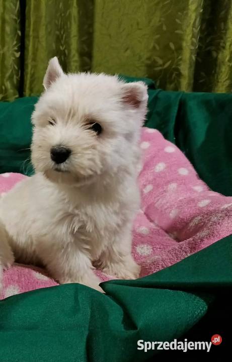 Wzorcowy West Westie Westik mega gęsty włos piękny exterrier ojciec FCI