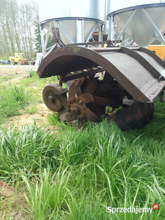 Glebogryzałka Lisia Góra