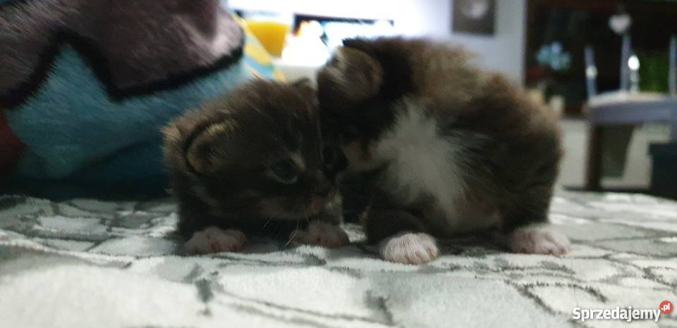 Maine Coon Krotoszyn