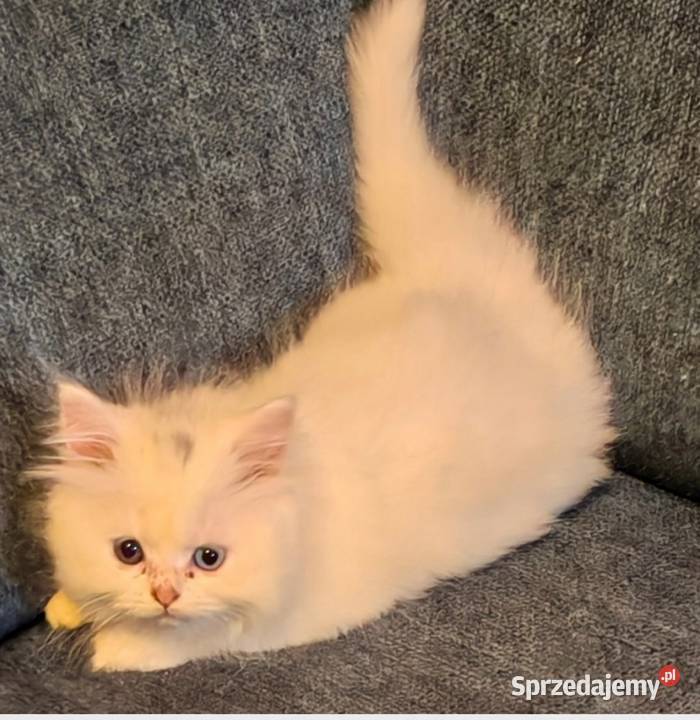 Perska kotka o dwóch innych oczach sprzedam