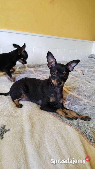 Szczenięta Toy Terrier