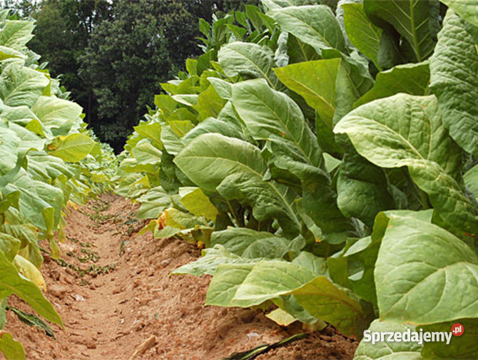Suszarnia do tytoniu na Przemyśl sprzedam
