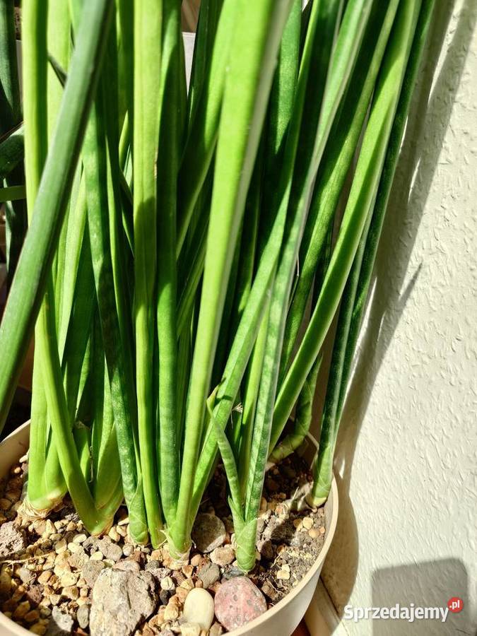 Sansevieria subtilis odrost 67 kolekcjonerska Warszawa