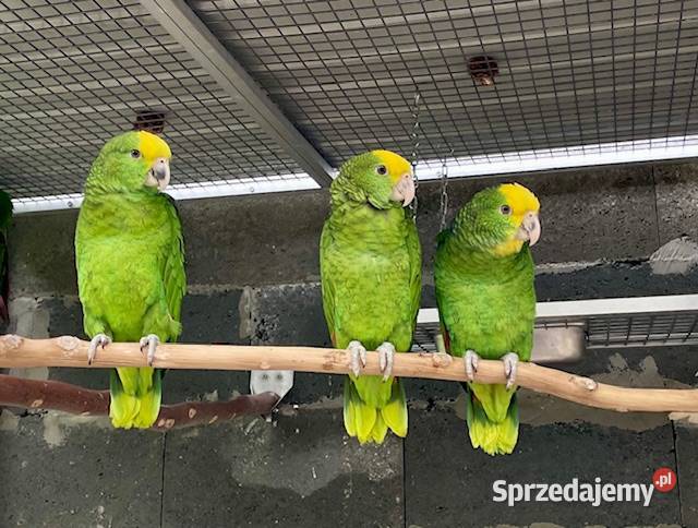 Amazonki oratrix Park Papug Kraków Zwierzęta małopolskie