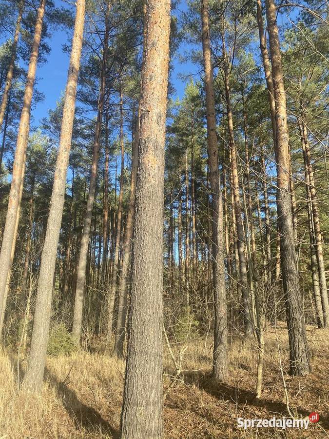 Sprzedam drzewo sosna podlaskie