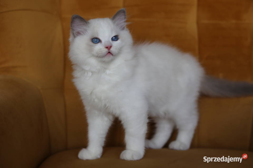 Kocurek Wedel Ragdoll z hodowli Castillo Cat