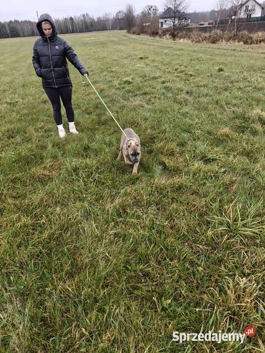 Suczka cane Corso Wiskitki