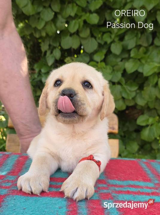 Labrador retriever biszkoptowe szczenięta FCI Chotów