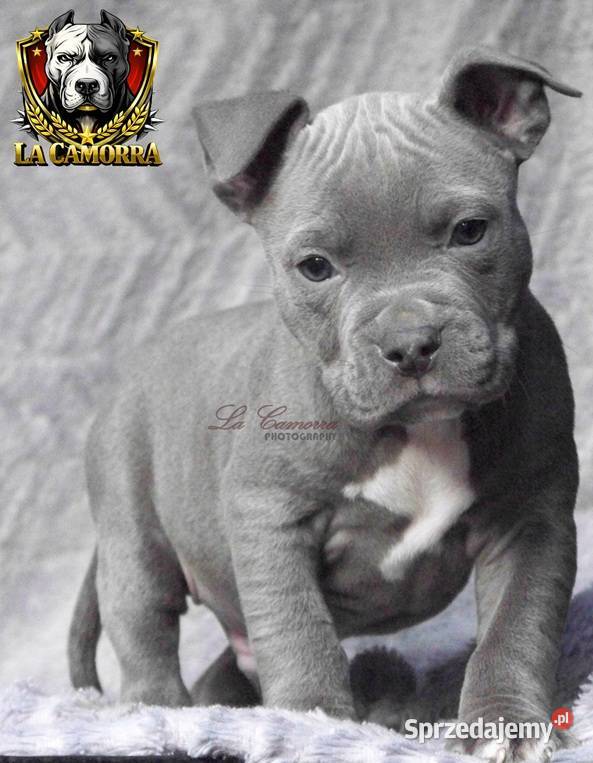 American Staffordshire Terrier Blue Amstaff Amstaff opolskie