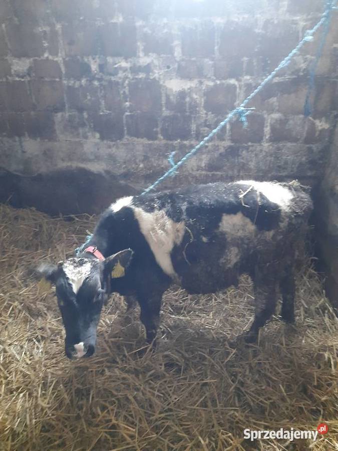 Sprzedam byka podlaskie