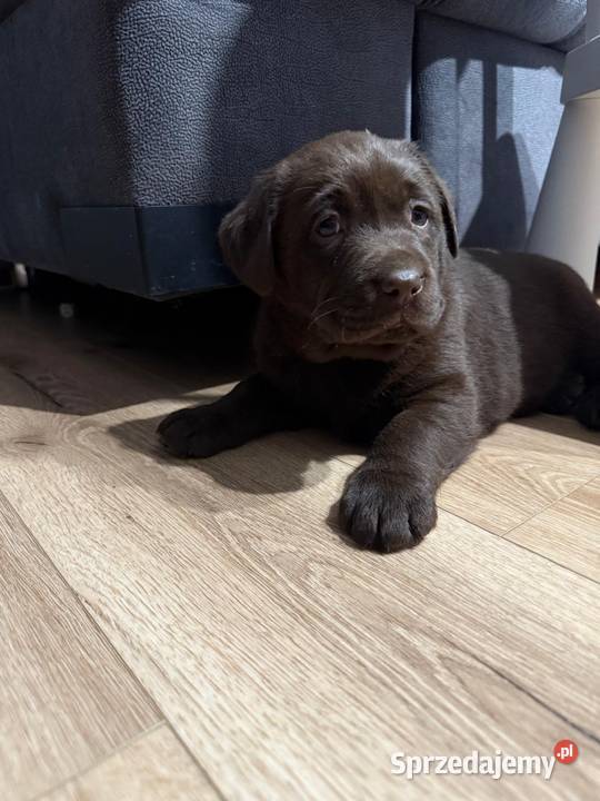 Pieski i suczki Labradora Retriever czarnego Labrador Tarnów