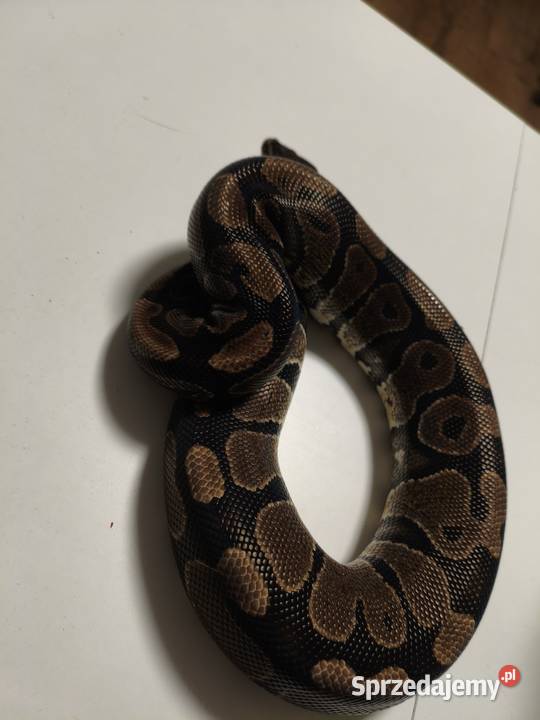 Hodowla pytonów królewskich Gliwice