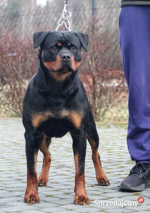 Rottweiler Szczenięta do Rezerwacji Odbiór Pionki sprzedam
