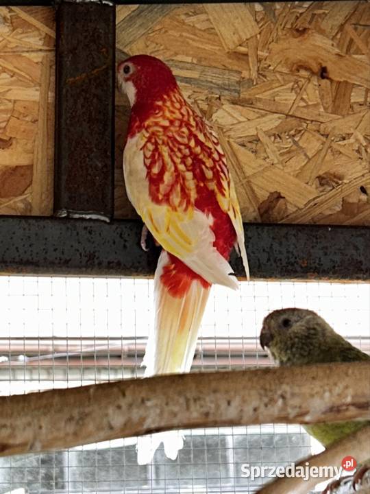 Papugi rozelle Zwierzęta Wola Miastkowska