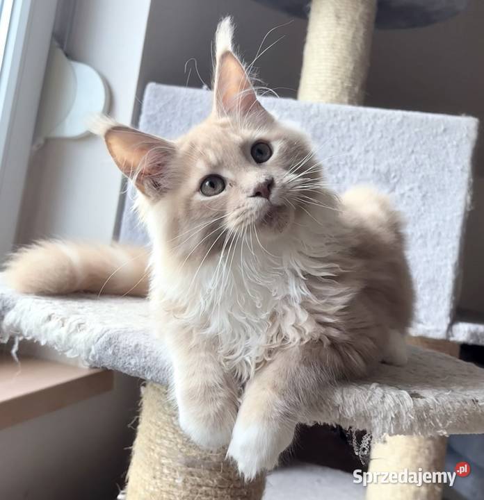 Maine Coon Rudo biały dolnośląskie Wińsko sprzedam