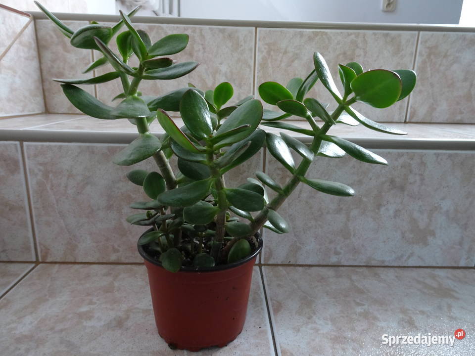 grubosz drzewko szczęścia crassula Warszawa