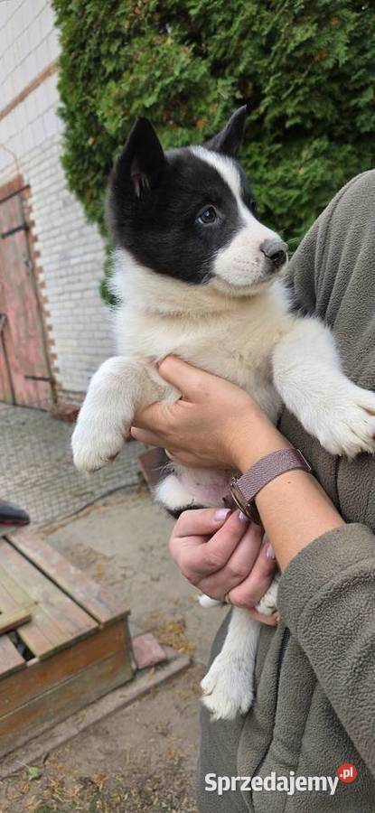Karelski pies na niedźwiedzie Turobin