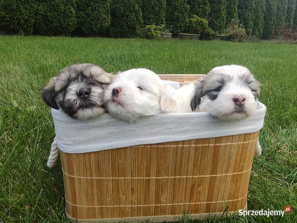 Coton de Tulear szczenięta z rodowodem Inowrocław