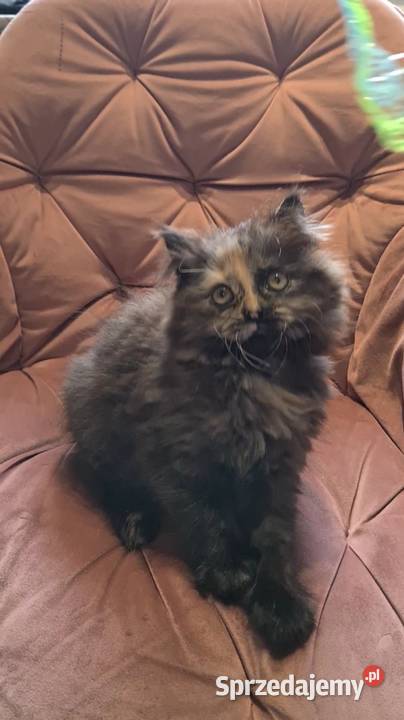 Maine Coon kotka Polesie Mikułowskie