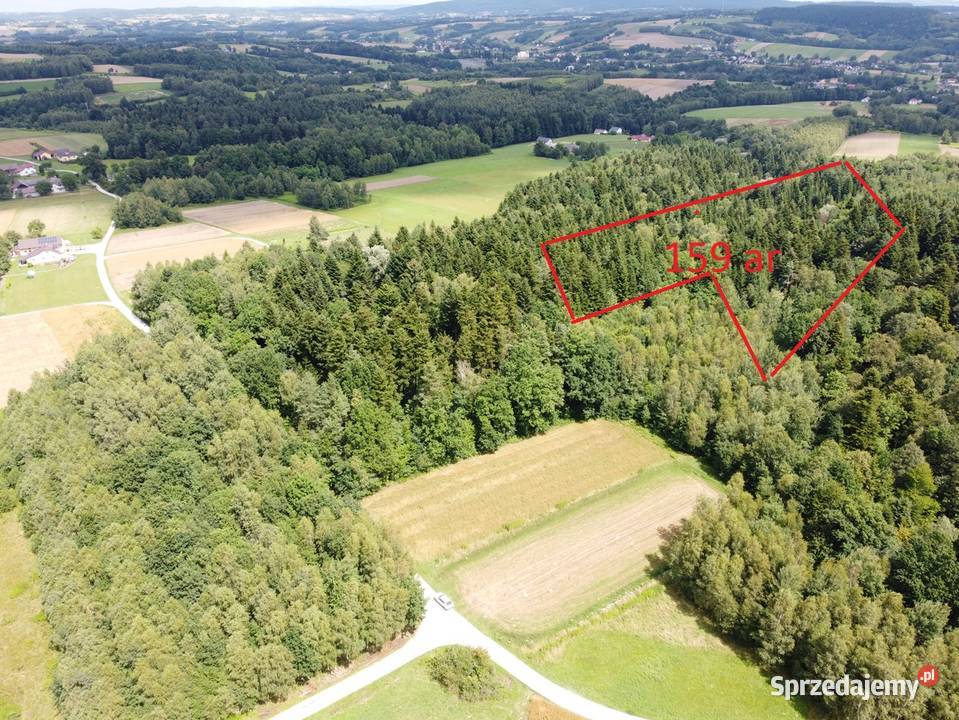 Las w miejscowości Swiecany podkarpackie Święcany sprzedam