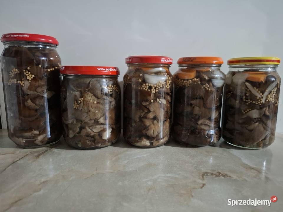 Rydze opieńki kanie gąsówki fioletowawe Czyżowice