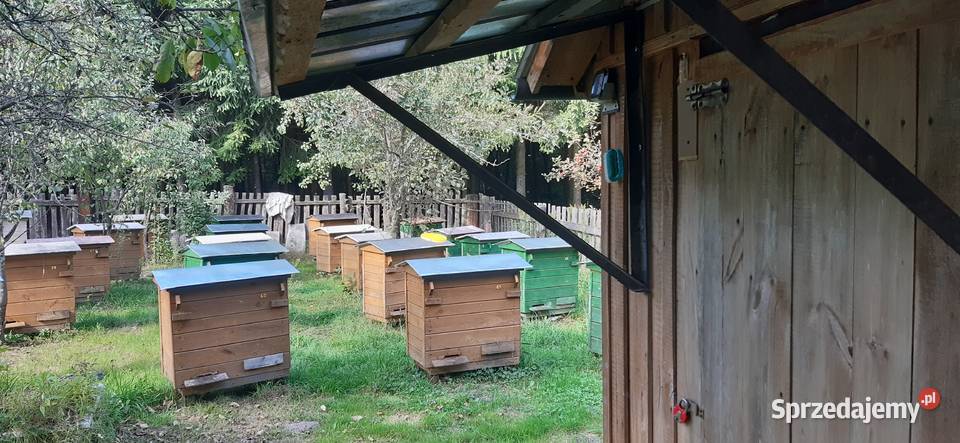 Ule rodziny pszczele Biłgoraj