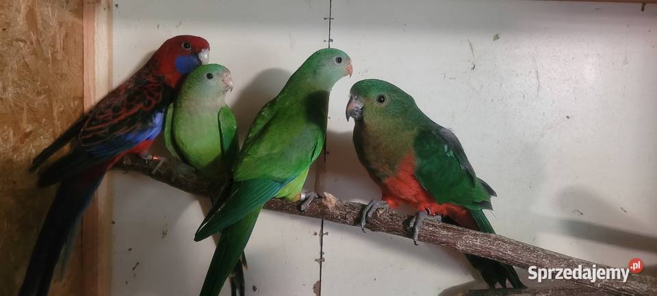 Papugi barabandy Wieliczka