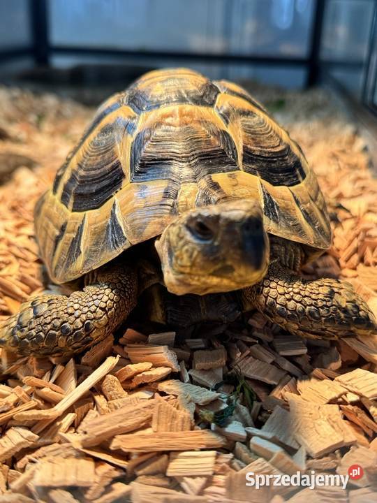 Żółw Grecki Terrarium Gady i płazy