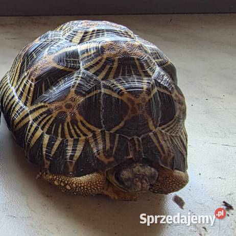 Żółw promienisty Astrochelys radiata Bielsko-Biała