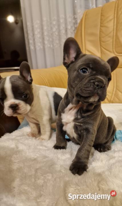 Szczenięta Buldog Francuski Blue Góra