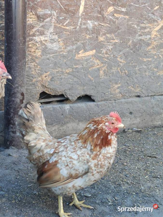 Jaja lęgowe liliputki Krupe