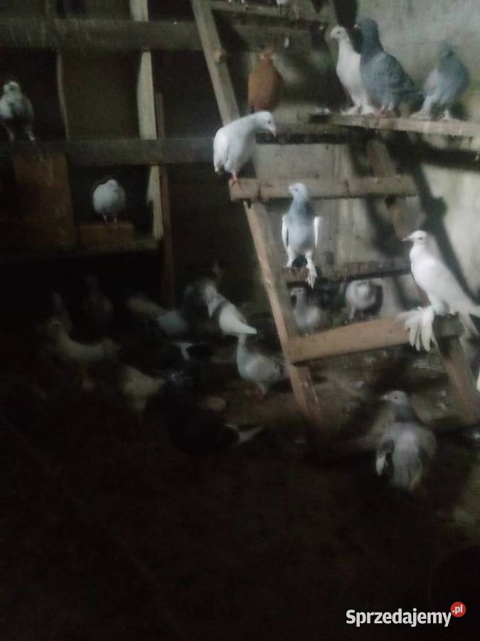 Gołębie 90 8zl Siedlce