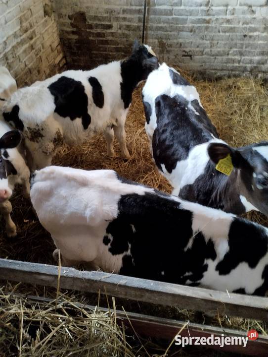 Sprzedam cielaki Parczew