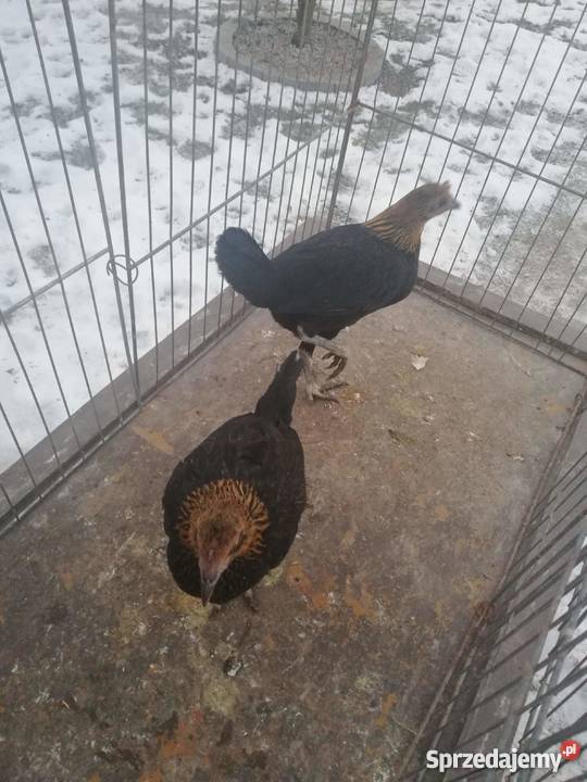 Bojowiec nowoangielski Ptaki mazowieckie Siedlce